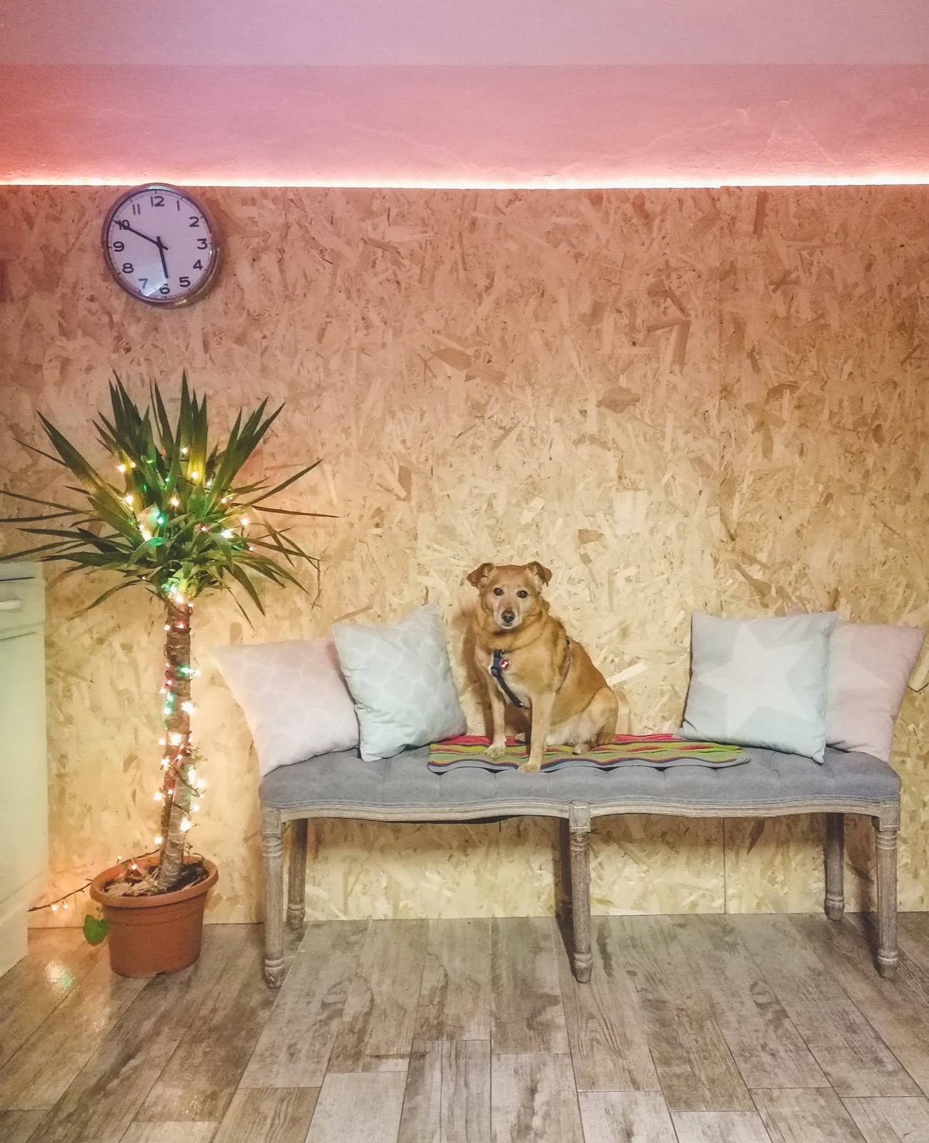 Cane seduto nell'area d'attesa di City Dog Toelettatura, tra legno chiaro e cuscini